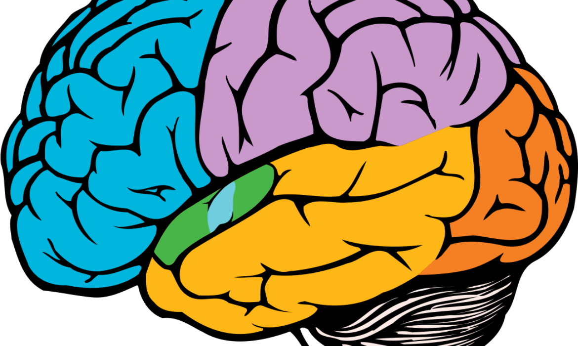 10 фактов о мозге. Мозг – один из самых малоизученных органов человека